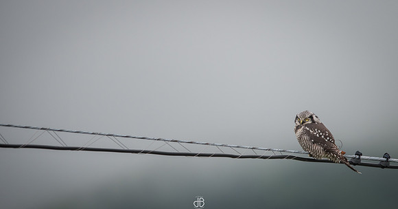 DSC_1447