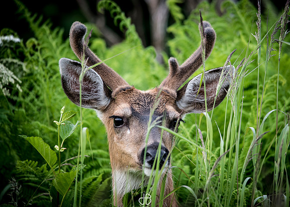 DSC_1193