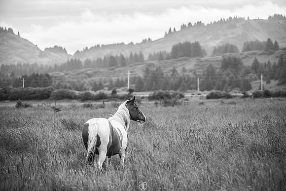 DSC_1527